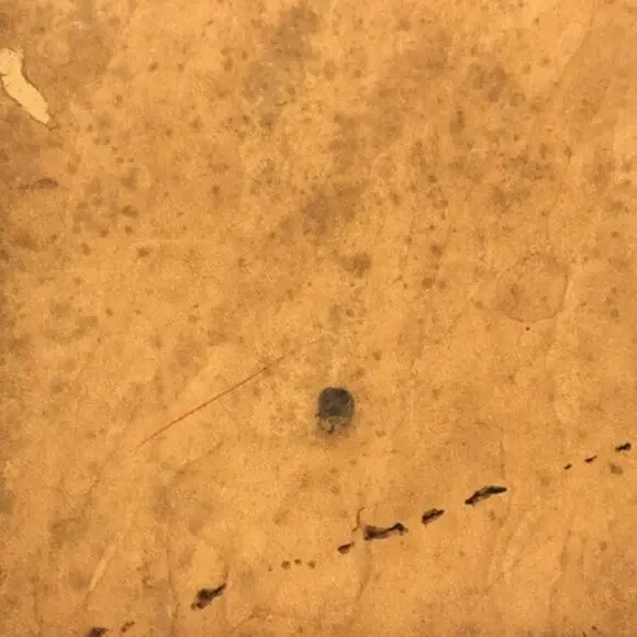 💎✨BEAUTIFUL✨💎Authentic Louis Vuitton Monogram Cabas Mezzo - Picture 11 of 15